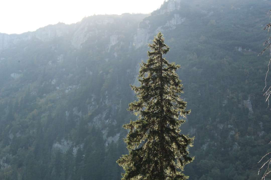 albero di pino verde sulla montagna puzzle online
