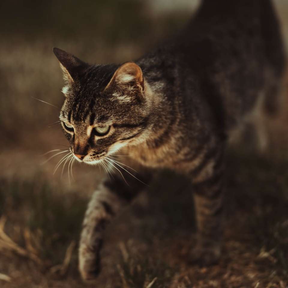 茶色の芝生のフィールドに茶色のぶち猫 ジグソーパズルオンライン