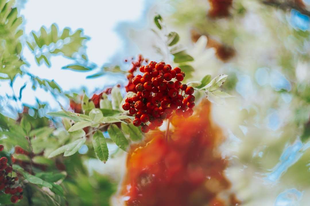 röd rund frukt i närbildfotografering Pussel online