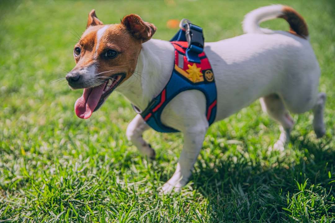 weißer und brauner Jack Russell Terrier Welpe Puzzlespiel online