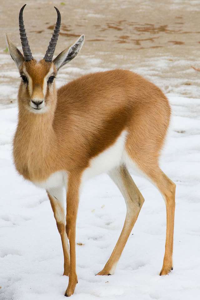 Gazelle dorcas pussel på nätet