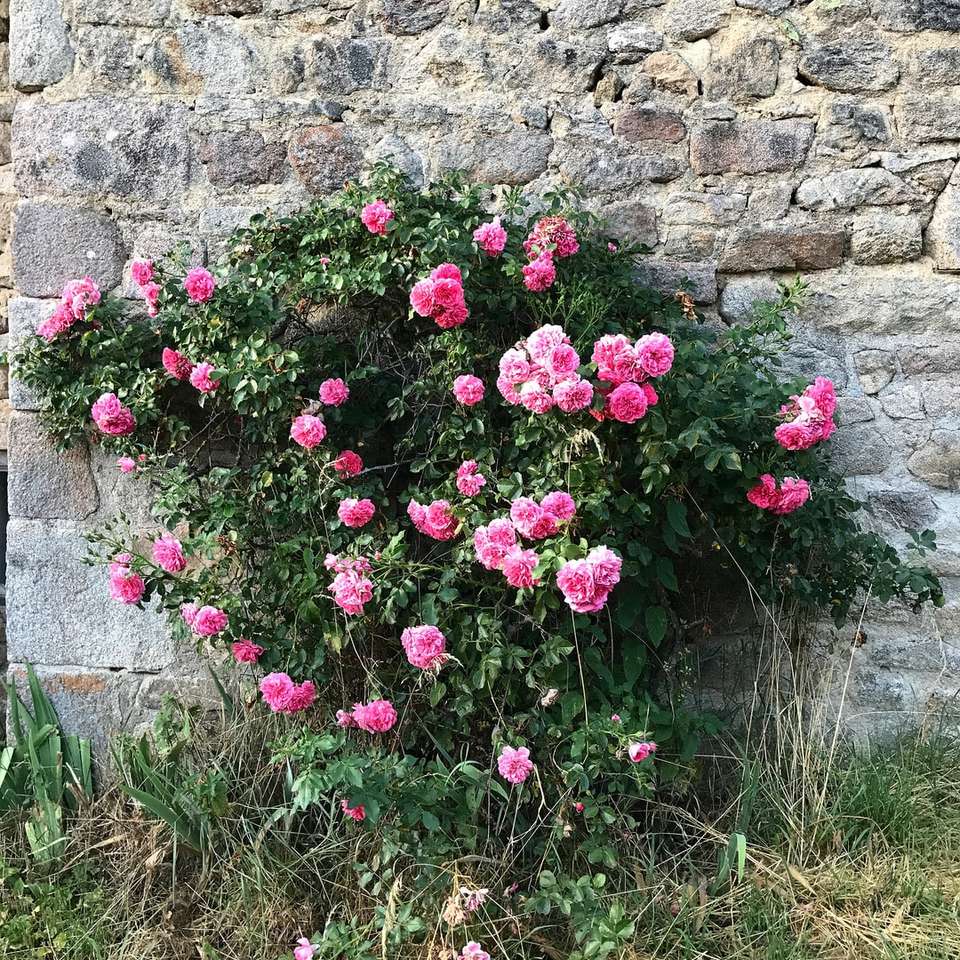 roze bloemen naast grijze betonnen muur legpuzzel online
