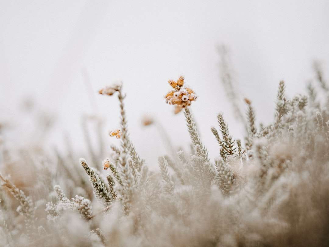 白い雪の上の茶色の植物 ジグソーパズルオンライン