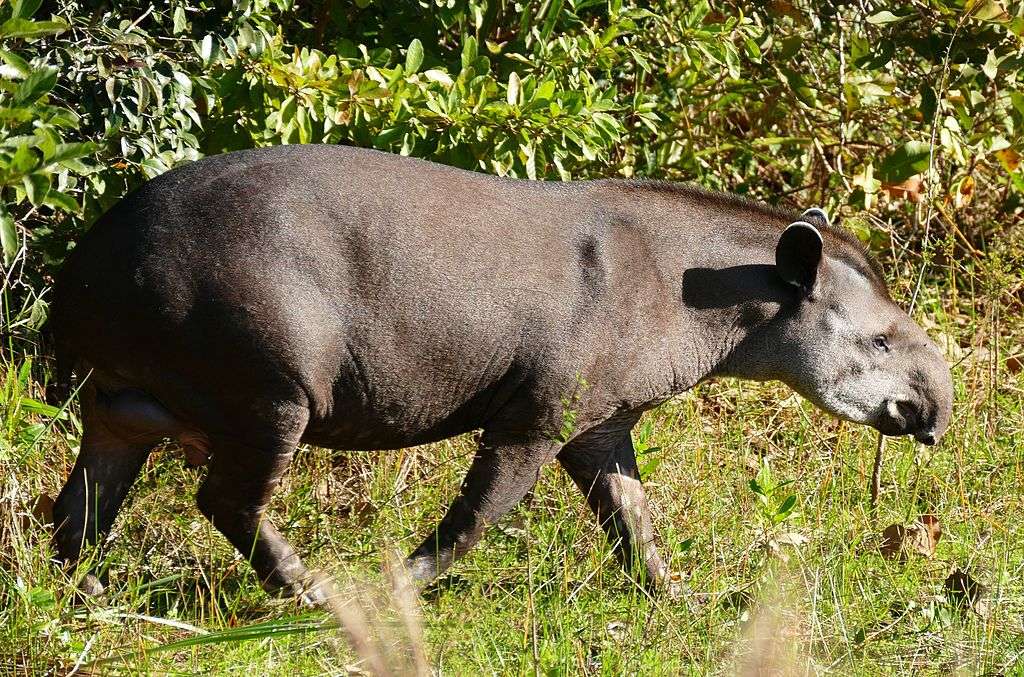 Tapir du Brésil pussel på nätet