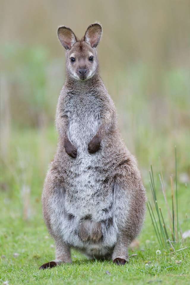Wallaby à cou rouge pussel på nätet