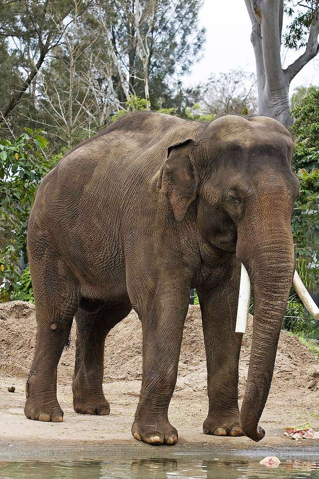 Éléphant d'Asie онлайн пъзел