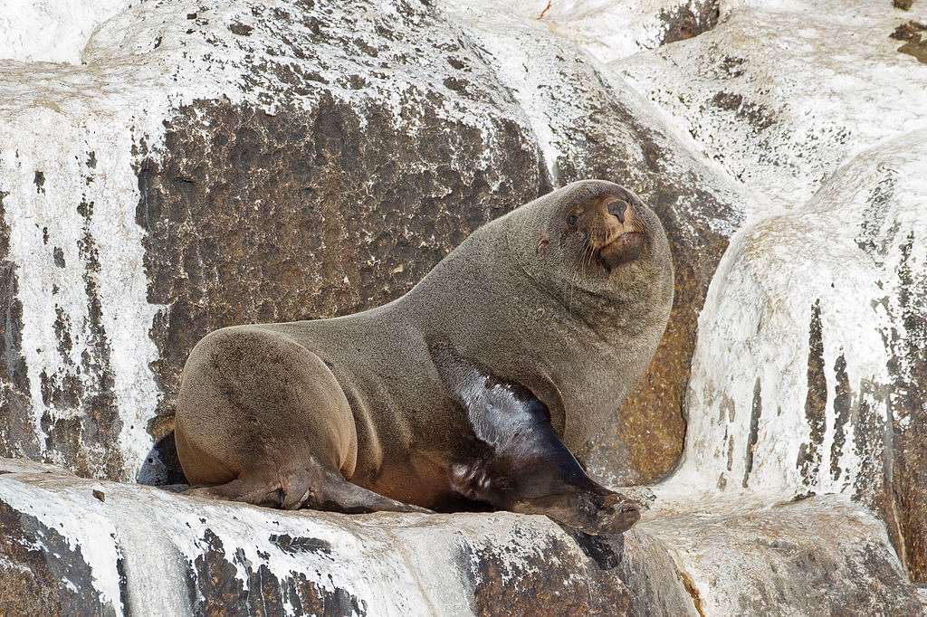 Brown fur seal online puzzle