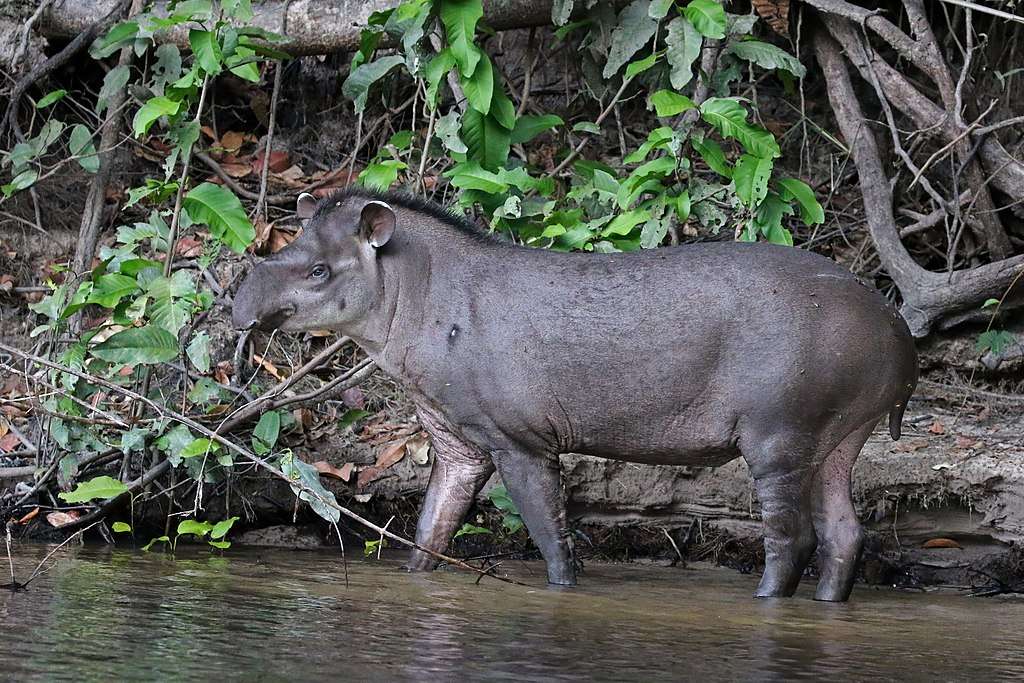 Tapir...... puzzle en ligne