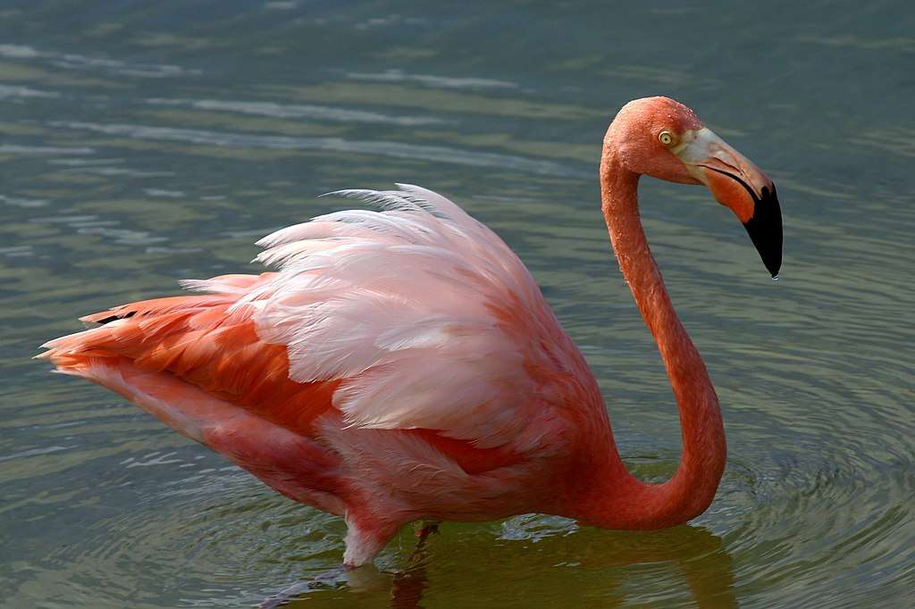 Amerikaanse flamingo online puzzel