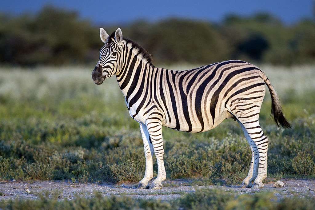 Slätt zebra Pussel online