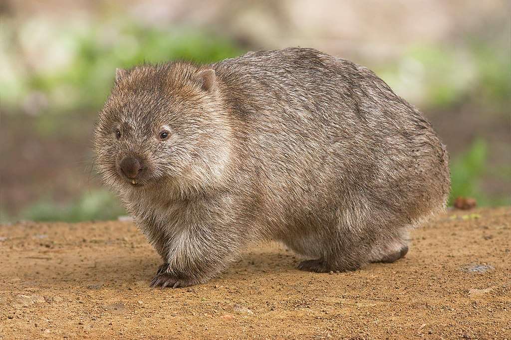 Společný wombat online puzzle