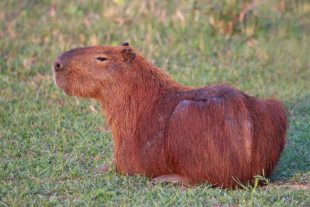 Capybara .... pussel på nätet