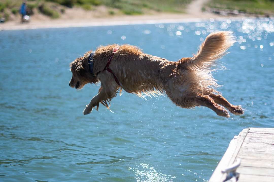 golden retriever corriendo sobre el agua durante el día rompecabezas en línea