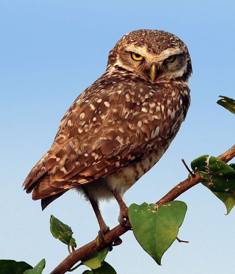 Burrowing owl online puzzle
