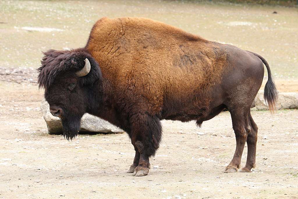 Dřevo bizon skládačky online