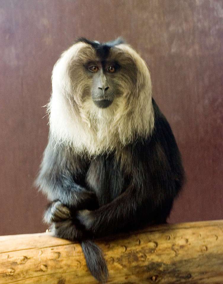 Lion-tailed macaque Pussel online