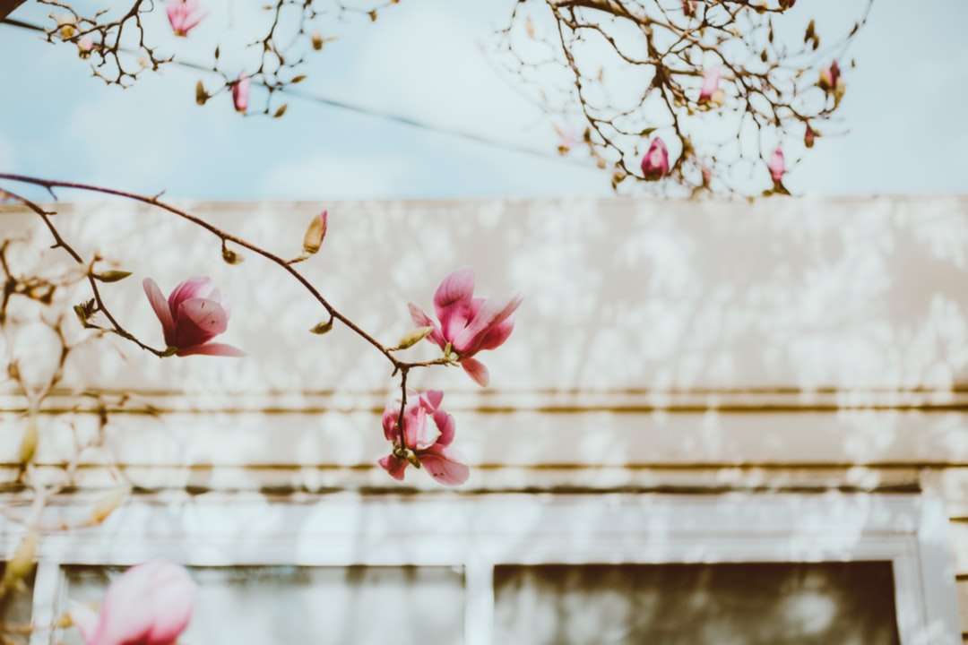 floare de cireș roz în fotografia de aproape puzzle online