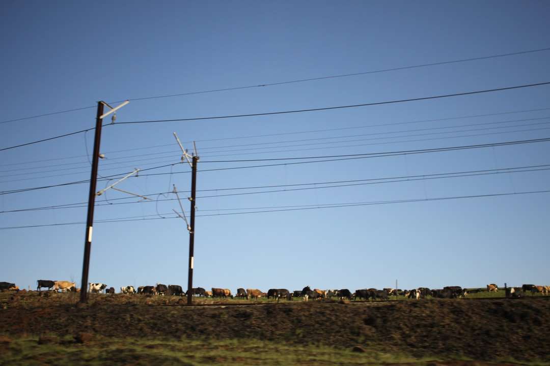 коричневый электрический столб на поле зеленой травы под голубым небом пазл онлайн
