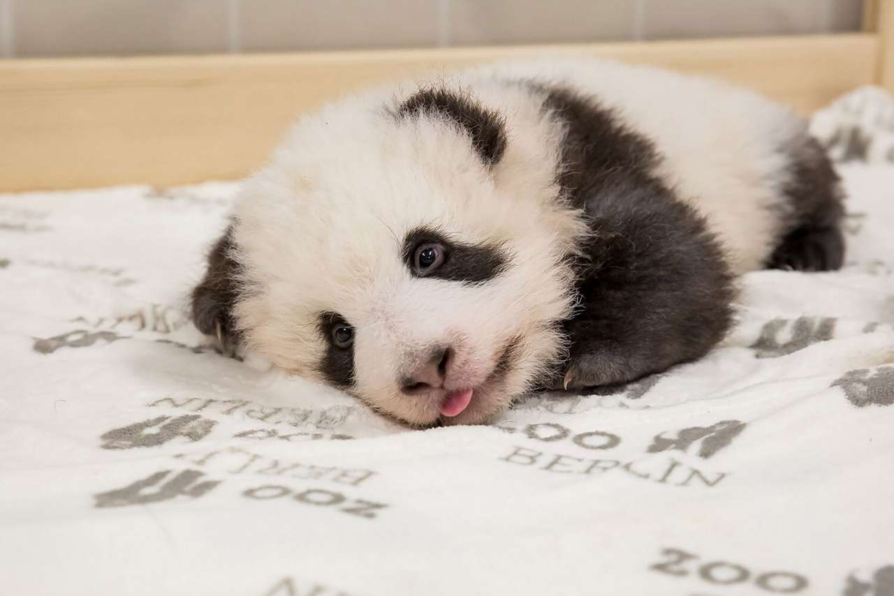 Um pequeno panda peludo puzzle online