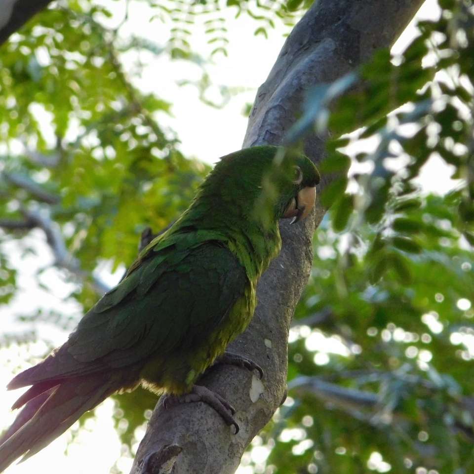 grön papegoja på brun trädgren under dagtid Pussel online