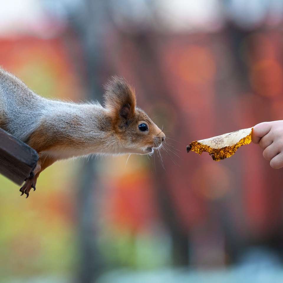 καφέ σκίουρος τρώει καλαμπόκι κατά τη διάρκεια της ημέρας online παζλ
