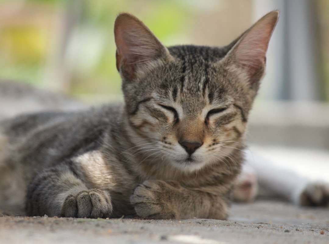καφέ τιγρέ γάτα σε γκρι τσιμεντένιο πάτωμα παζλ online