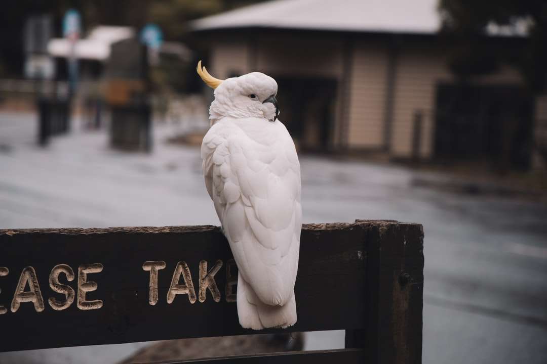 uccello bianco sulla segnaletica in legno nero puzzle online