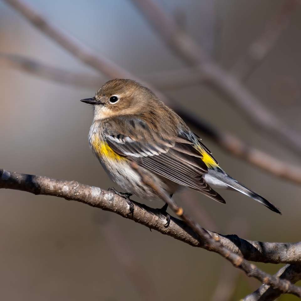 uccello marrone e giallo sul ramo di un albero marrone puzzle online