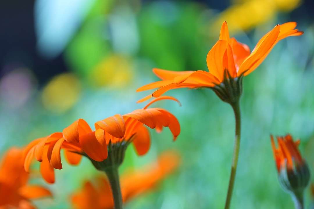 チルトシフトレンズのオレンジ色の花 ジグソーパズルオンライン