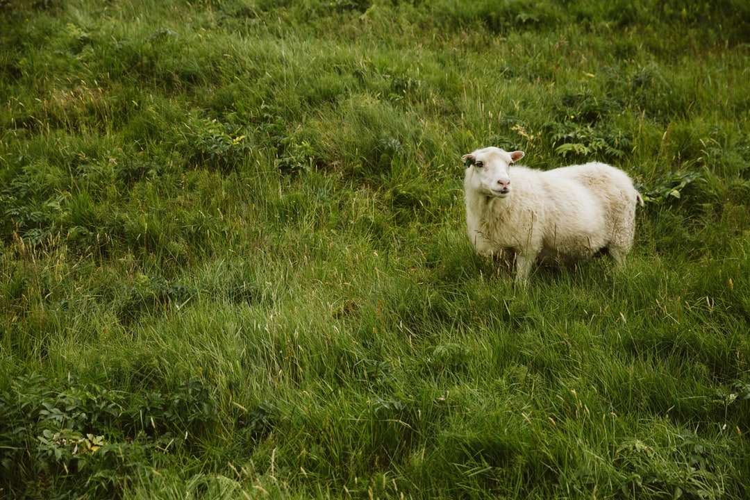 vita får på fältet för grönt gräs under dagtid pussel på nätet