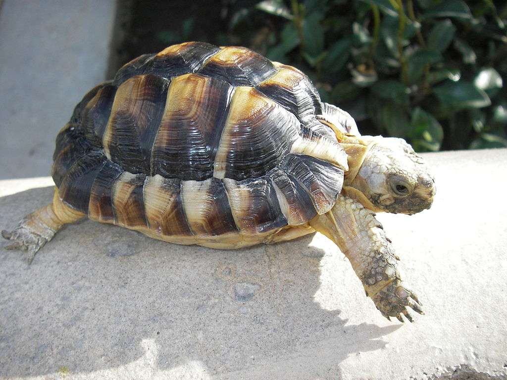 Kleinmanns sköldpadda pussel på nätet
