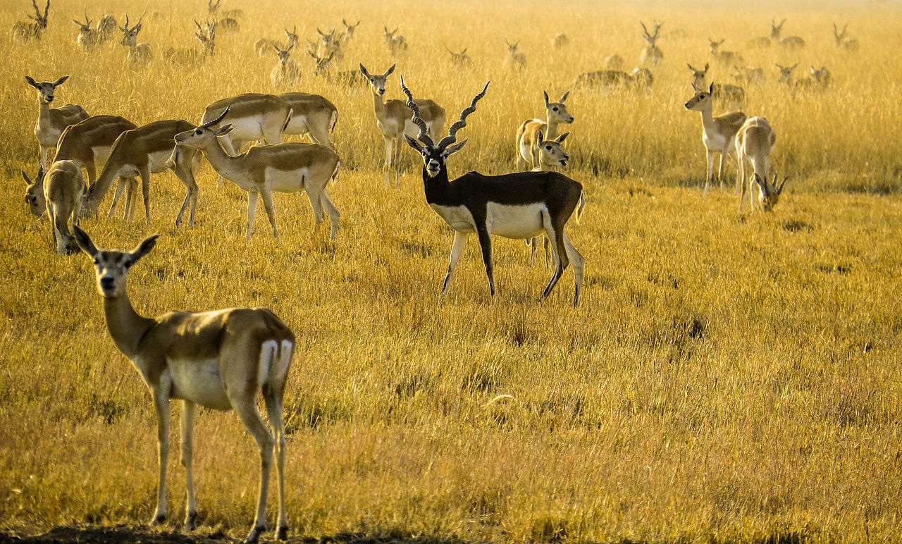Національний парк Велавадар пазл онлайн