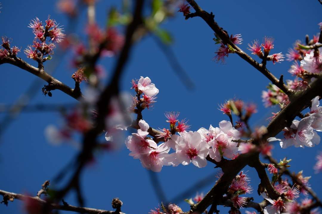 flor de cerejeira rosa e branca quebra-cabeças online
