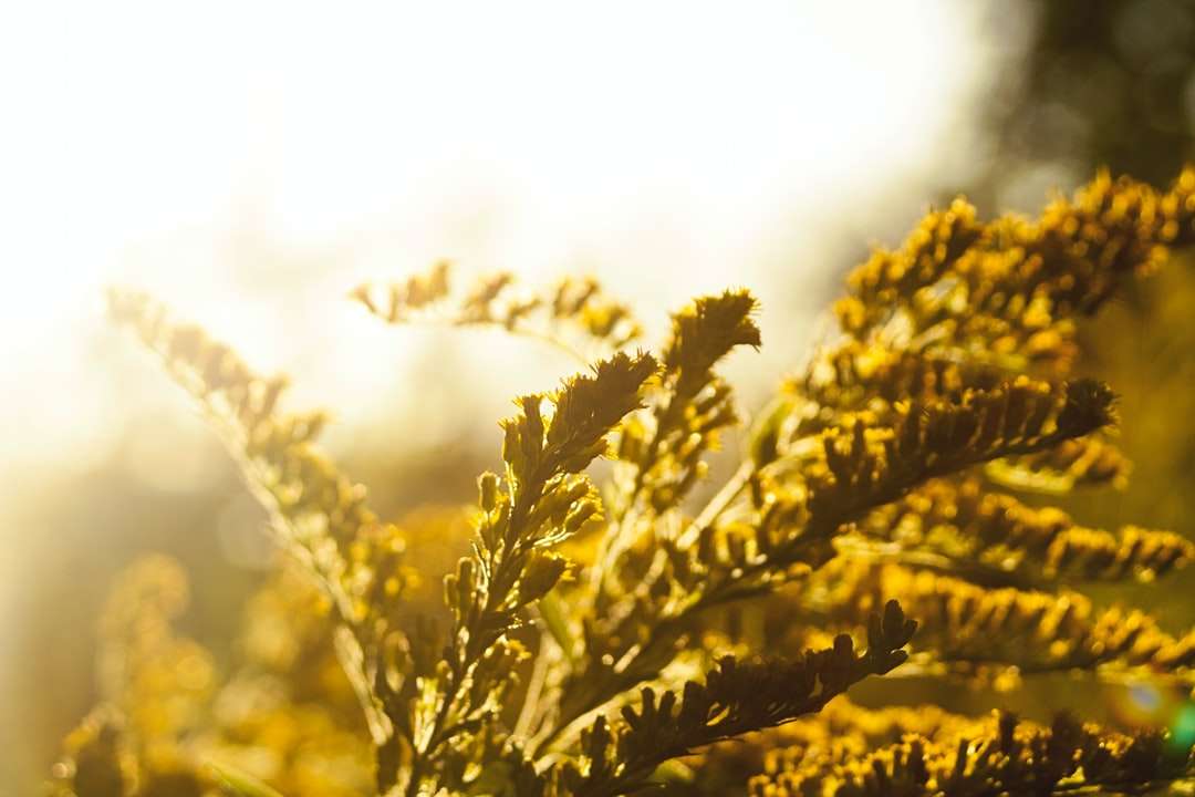 grön växt i närbildfotografering Pussel online