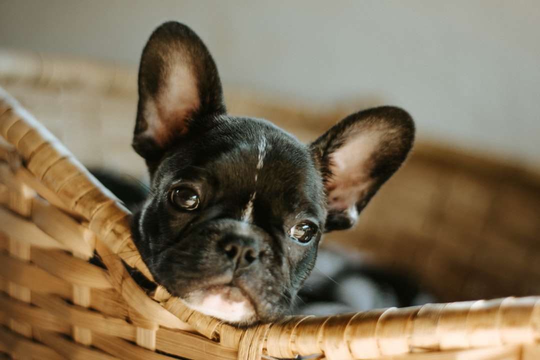 Cachorro de bulldog francés negro en cesta tejida marrón rompecabezas en línea