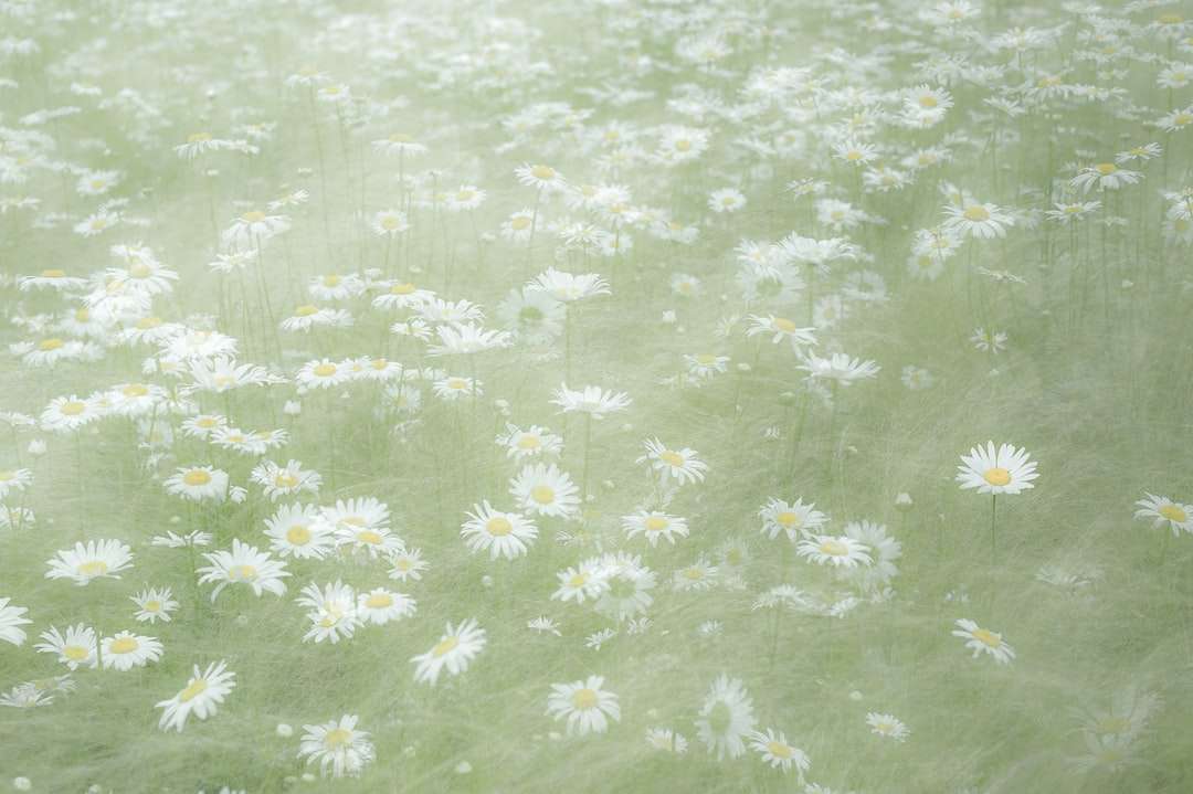 campo de flores brancas e roxas puzzle online