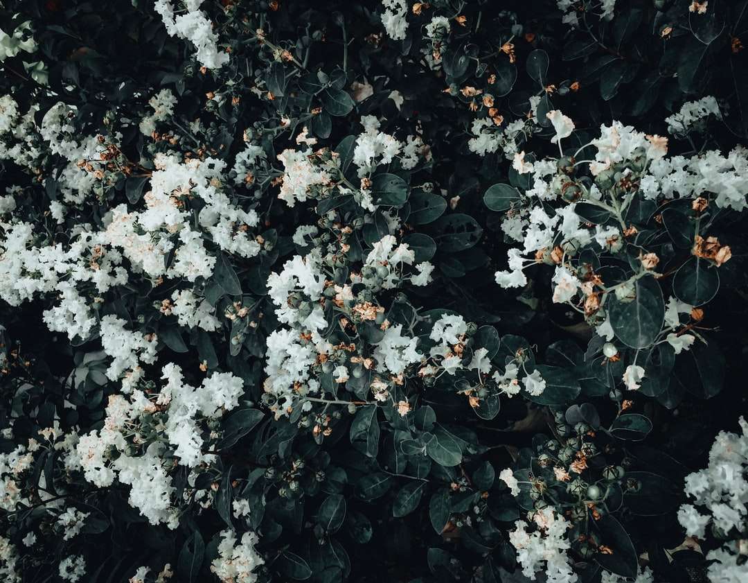 bílé květy se zelenými listy skládačky online