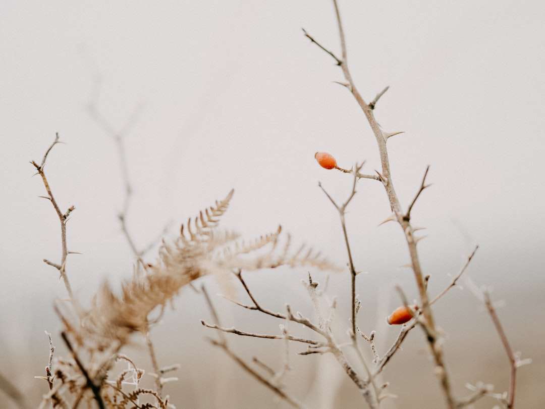 коричневое растение с белым снегом онлайн-пазл