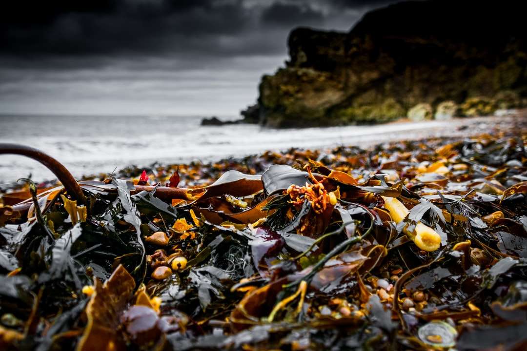 foglie marroni sulla riva durante il giorno puzzle online
