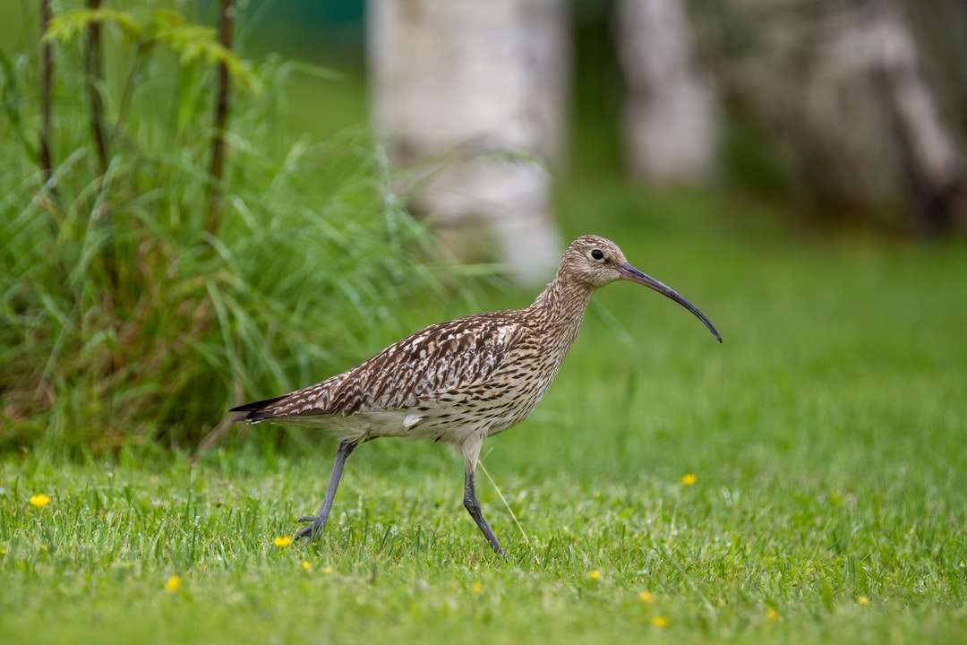pássaro marrom na grama verde durante o dia quebra-cabeças online