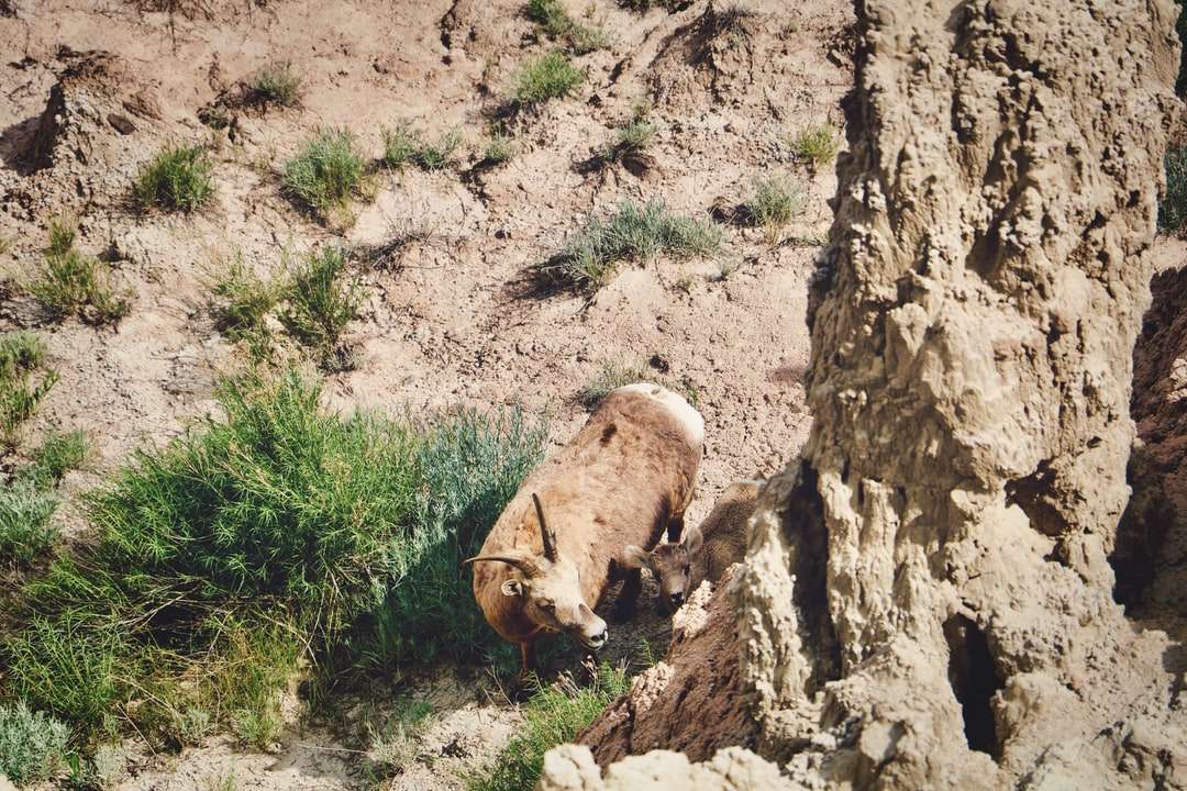 коричневое животное на коричневой скале онлайн-пазл