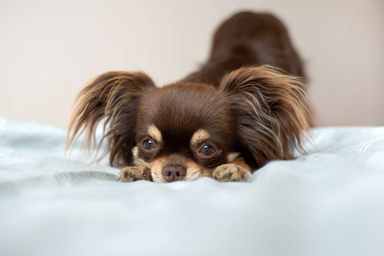 Chihuahua. legpuzzel online