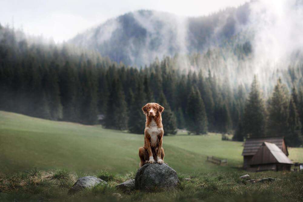 Pes sedí na kameni v horách. skládačky online