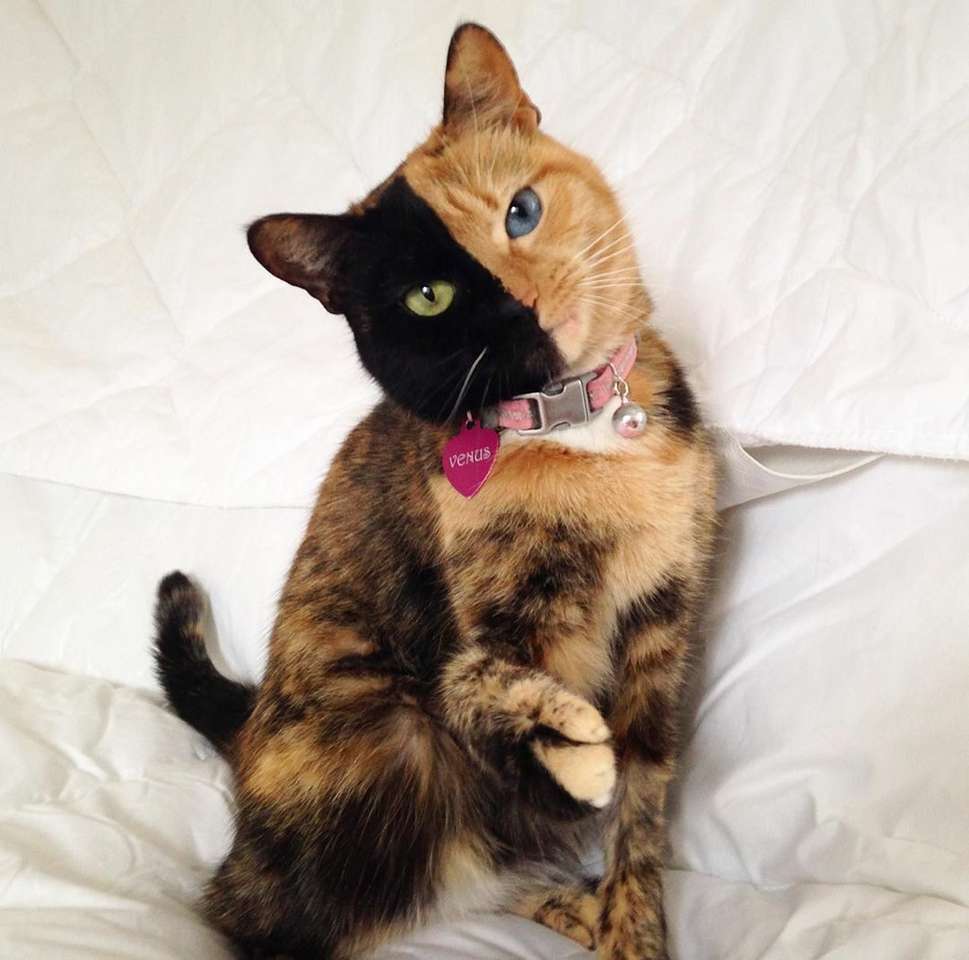 Αφροδίτη, μια ασυνήθιστη γάτα. παζλ online