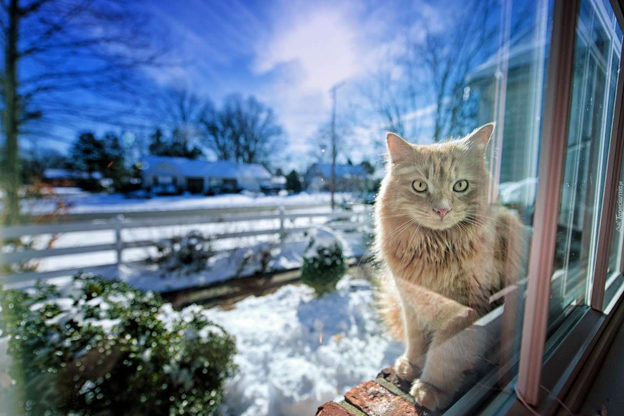 chaton sur la fenêtre puzzle en ligne