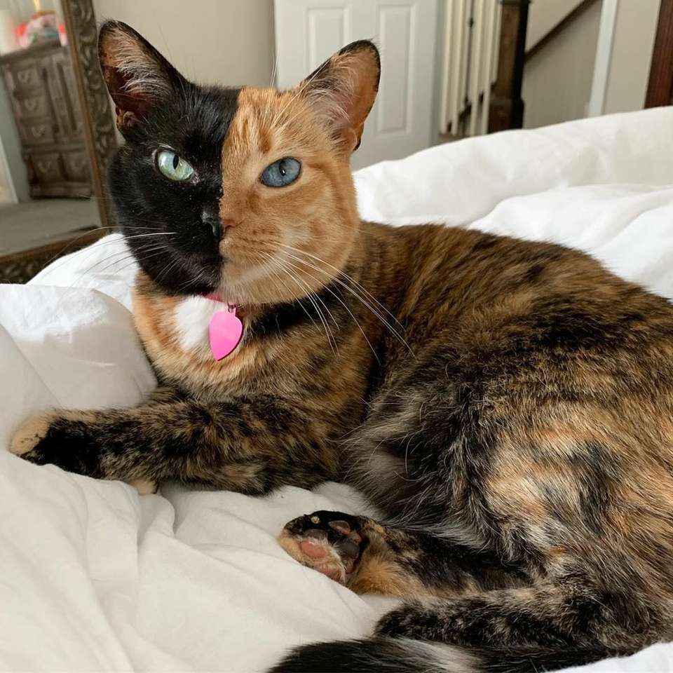 2つの顔を持つ猫の金星。 ジグソーパズルオンライン