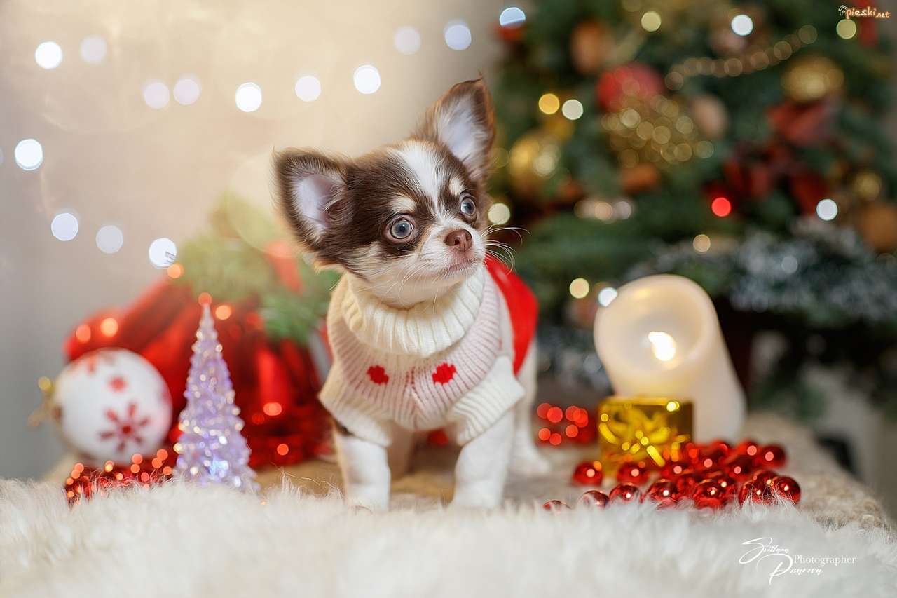 Chihuahua festivo. rompecabezas en línea