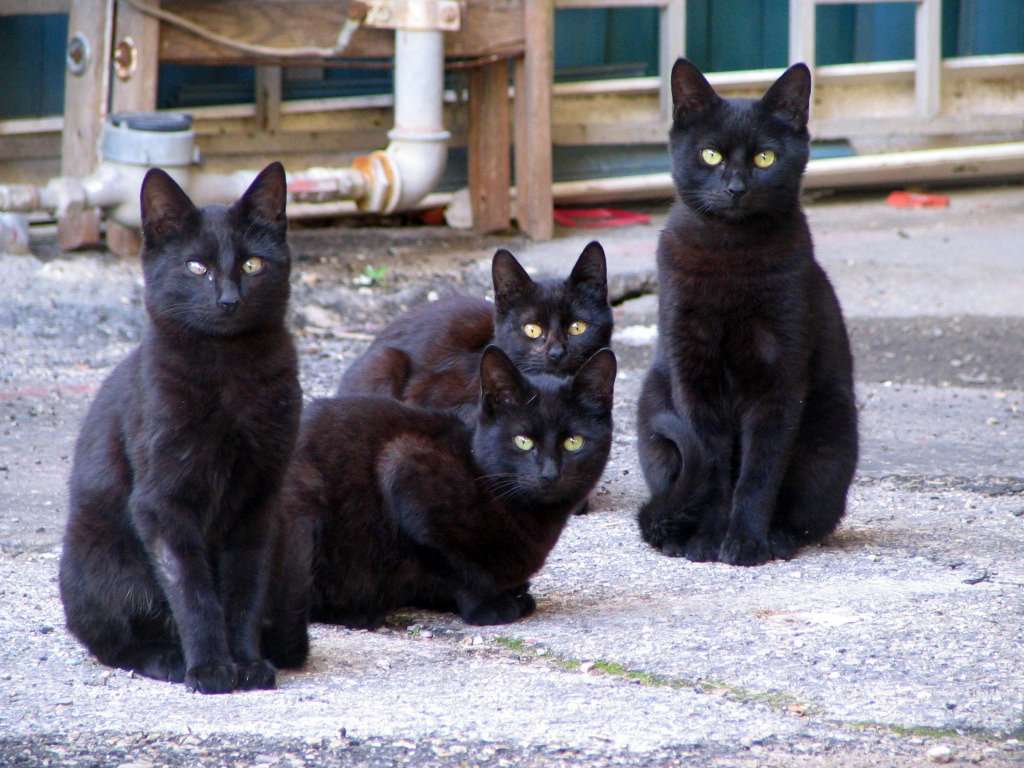 Černé kočky. skládačky online