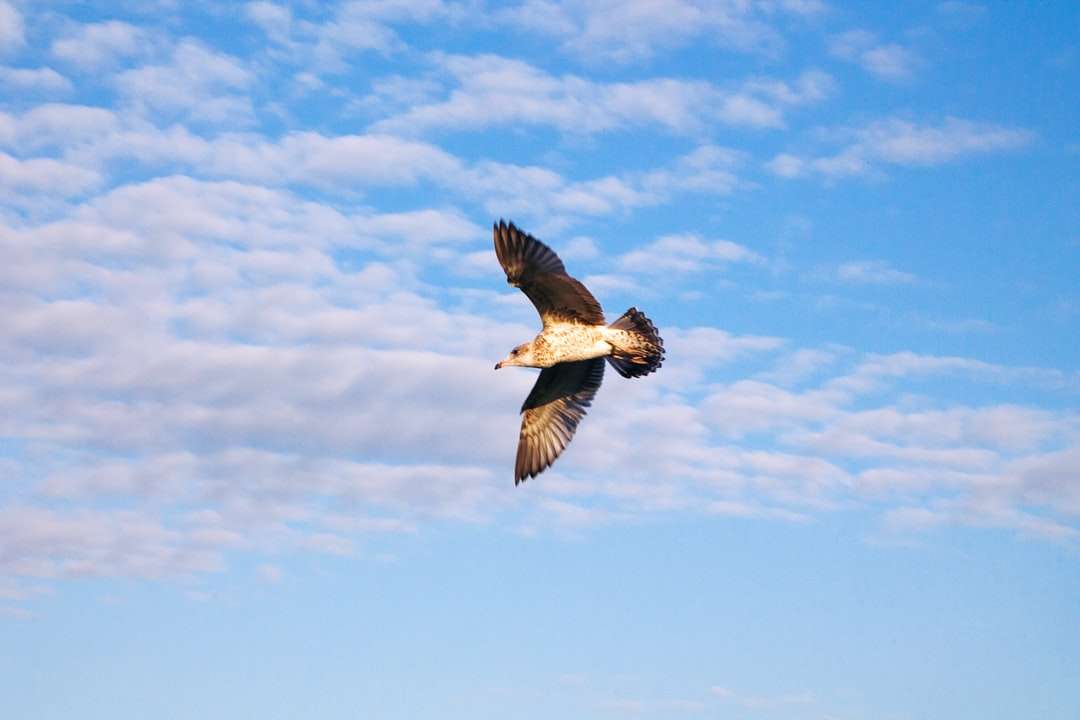 кафява и бяла птица, летяща под синьо небе през деня онлайн пъзел
