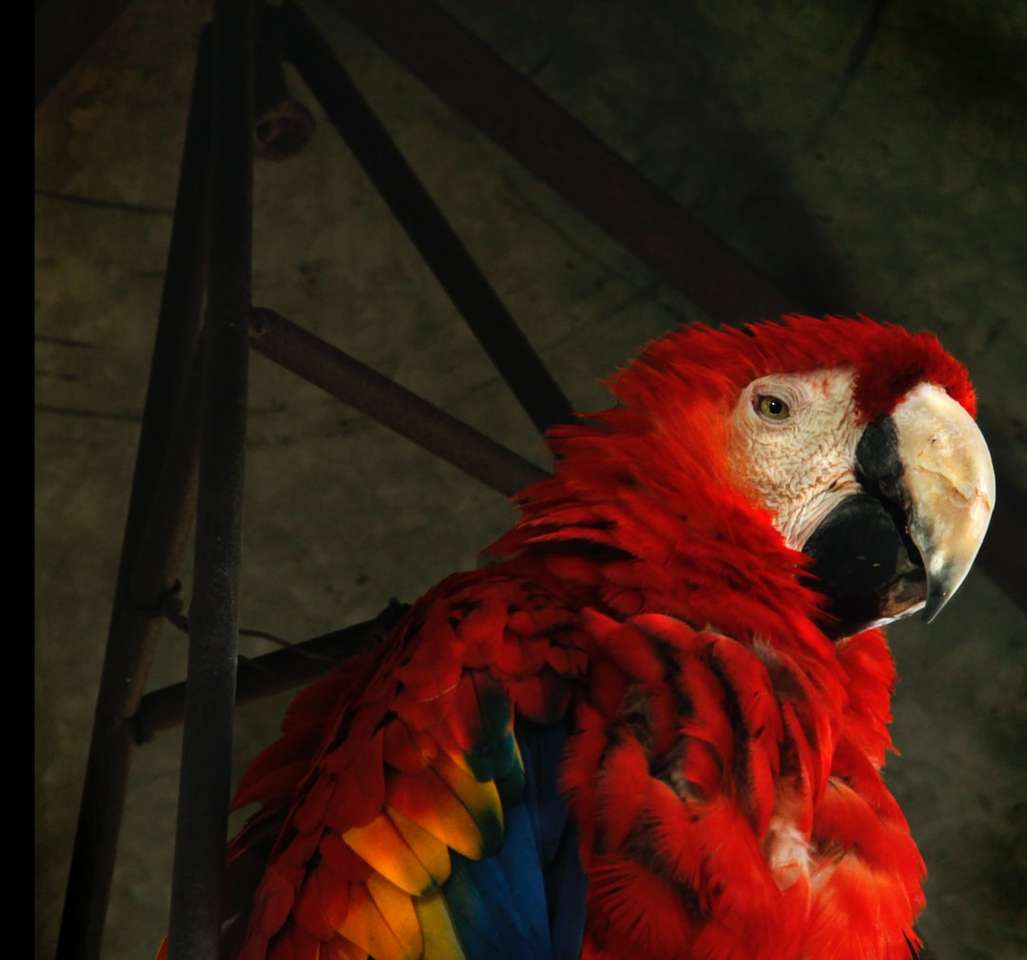 κόκκινο και μπλε παπαγάλος στη μαύρη μεταλλική ράβδο παζλ online